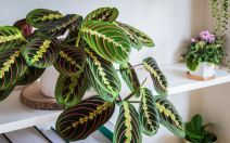 maranta 01.jpg