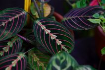 maranta 11.jpg