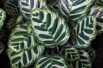 maranta 04.jpg