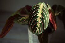 maranta 05.jpg