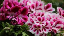kako se gaje muškatle pelargonijum