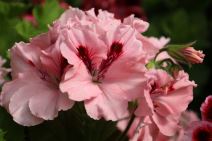 kako se gaje muskatle pelargonijum 14.jpg