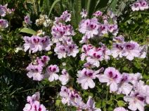 kako se gaje muskatle pelargonijum 11.jpg
