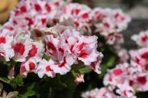 kako se gaje muskatle pelargonijum 12.jpg