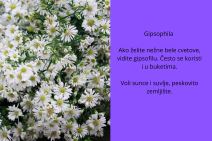 sitno cveće (6).jpg