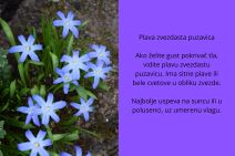 sitno cveće (5).jpg