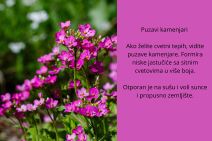 sitno cveće (4).jpg