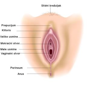 Osnovna anatomija ženskih genitalija: vodič kroz vaginu i vulvu