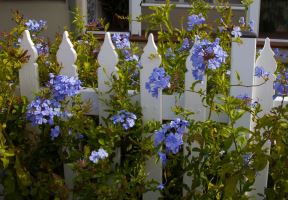 plumbago puzavica.jpg