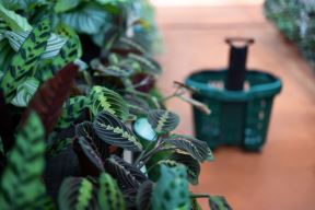maranta 07.jpg