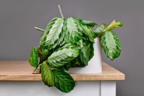 maranta 06.jpg