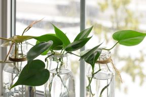 filodendron 06.jpg