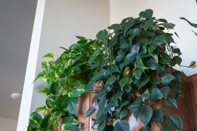 filodendron 02.jpg