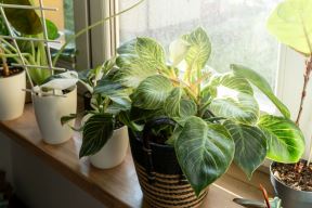 filodendron 03.jpg