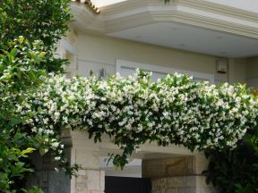 puzavica jasmin 03.jpg