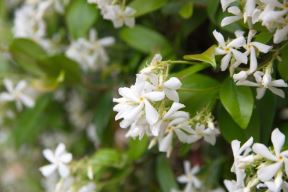 puzavica jasmin 05.jpg