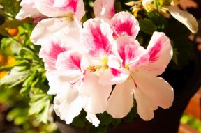 kako se gaje muskatle pelargonijum 10.jpg