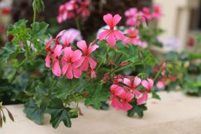 kako se gaje muskatle pelargonijum 06.jpg