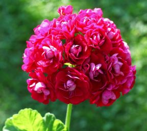 kako se gaje muškatle pelargonijum 03.jpg