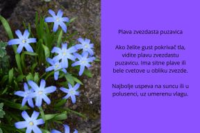 sitno cveće (5).jpg