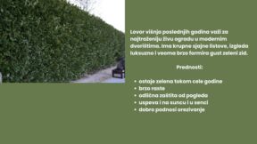 živa ograda.jpg