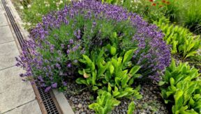 lavanda i kamenčići