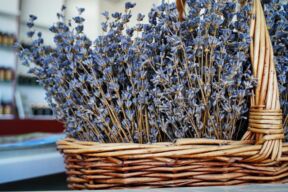 Lavanda