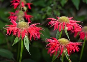 monarda0003.jpg