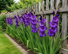 gladiole (4).jpg