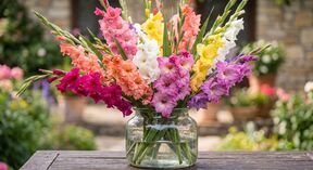 gladiole (5).jpg