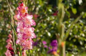 gladiole_2018064296.jpg