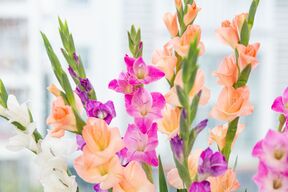 gladiole_2521277979.jpg