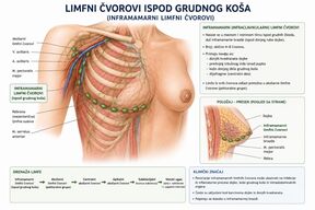 limfni cvorovi ispod grudnog kosa.jpg