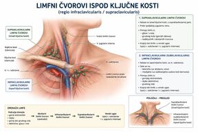 limfni čvorovi ispod ključne kosti.jpg