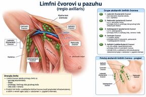 limfni čvorovi u pazuhu.jpg