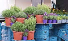 Ruzmarin i lavanda