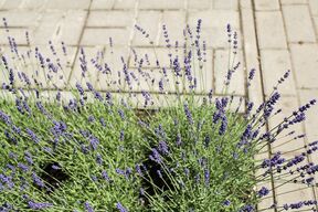 lavanda_2538539677.jpg