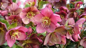 kukurek Helleborus.jpg