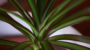 Dracaena marginata