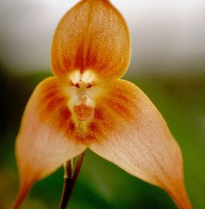12 najčudnijih orhideja