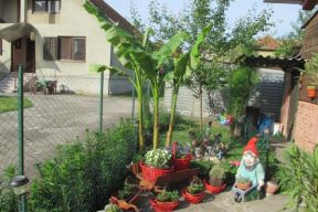 Vaše bašte: kreativna cvetna carstva Ankice Roguljić i Jelene Ilić (FOTO)
