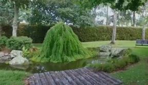 Baštovanski projekat za divljenje: čudesna crkva od živog drveća u velikom dvorištu (FOTO+VIDEO)