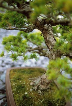 Čudesna životna priča japanskog belog bora