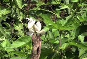 Cvet ili insekt: pogledajte kakva je neverovatna kamuflaža bogomoljke koja mami plen! (FOTO+VIDEO)