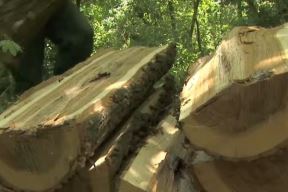 10 saveta za štednju pri grejanju: kako da efikasno iskoristite ogrevno drvo (FOTO + VIDEO)