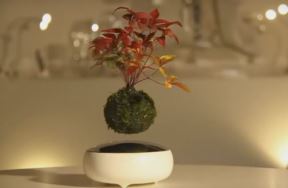 Japanska dekoracija za kojom je poludeo Internet: leteći bonsai je prava magija baštovanstva (FOTO, VIDEO)