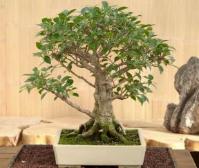 Sobno bilje: kako se gaji fikus ginseng koji uspeva i kao bonsai