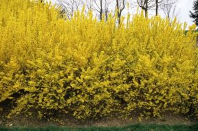 Forzicija prva cveta u proleće: kako da negujete ukrasni listopadni žbun sa žutim cvetovima (SAVETI ZA BAŠTOVANE)