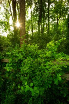 Šume Srbije kriju lekovito blago: šta je šumska medicina i koje su njene blagodeti