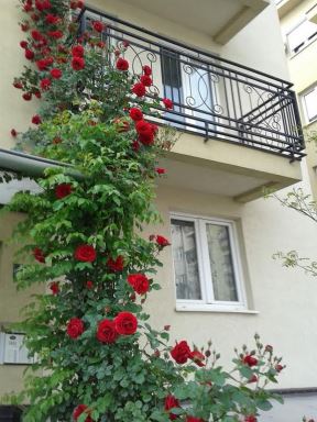 Nagradni konkurs: najlepše ruže Srbije - ruža "simpatija" na Mirijevu popela se do drugog sprata! (VIDEO GALERIJA)